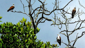 White-Bellied Sea Eagles