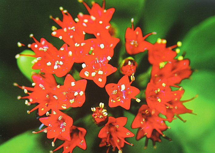 Download 71 Koleksi Gambar Flora Mangrove Terbaik 