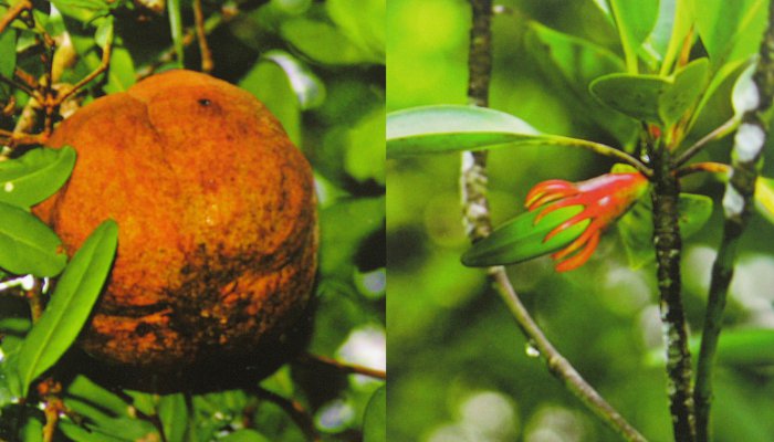 Download 71 Koleksi Gambar Flora Mangrove Terbaik 