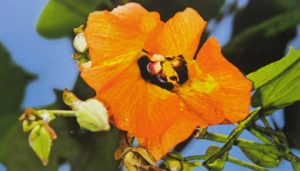 Sea Hibiscus Flower