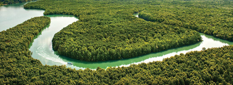 Lush Mangrove Forests